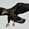 eaglebeaver
